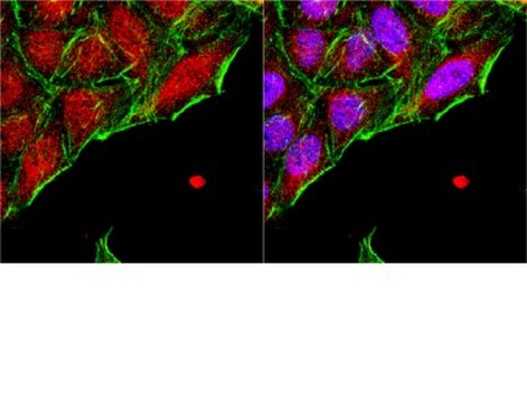 Anti-Nkx-3.1 Antibody Chemicon&#174;, from rabbit