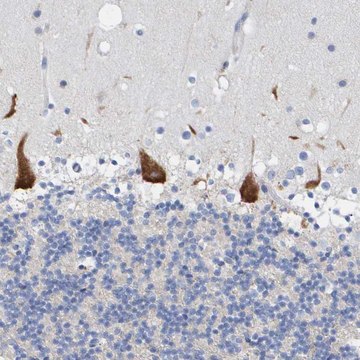 Anti-TMEM126B antibody produced in rabbit Prestige Antibodies&#174; Powered by Atlas Antibodies, affinity isolated antibody, buffered aqueous glycerol solution