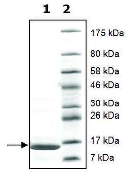 组蛋白 H2a 全长，人 recombinant, expressed in E. coli, &#8805;90% (SDS-PAGE)