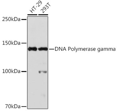 Anti-DNA Polymerase gamma Antibody, clone 9V9D9, Rabbit Monoclonal