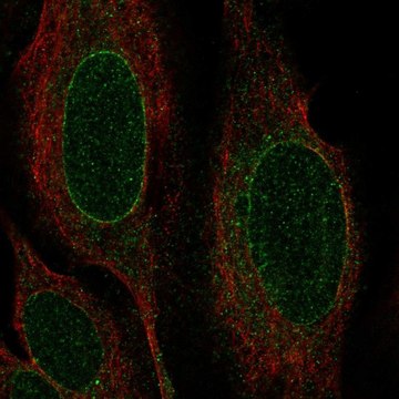 Anti-NRM antibody produced in rabbit Prestige Antibodies&#174; Powered by Atlas Antibodies, affinity isolated antibody