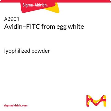 Avidin–FITC from egg white lyophilized powder