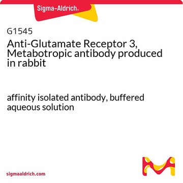 Anti-Glutamate Receptor 3, Metabotropic antibody produced in rabbit affinity isolated antibody, buffered aqueous solution