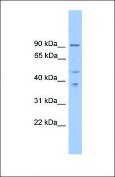 Anti-ZFX, (N-terminal) antibody produced in rabbit affinity isolated antibody