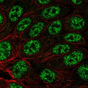 Anti-MYH14 antibody produced in rabbit Prestige Antibodies&#174; Powered by Atlas Antibodies, affinity isolated antibody