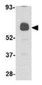 Anti-UNC93B1 Antibody from rabbit, purified by affinity chromatography