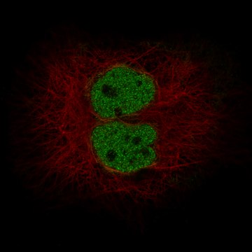 Monoclonal Anti-Mlh3 Antibody Produced In Mouse Prestige Antibodies&#174; Powered by Atlas Antibodies, clone CL14096, affinity isolated antibody, buffered aqueous glycerol solution