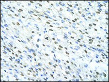Anti-MATR3 (AB1) antibody produced in rabbit IgG fraction of antiserum