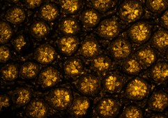 Mucin Probe, StcE Biotin and FLAG® tagged, powder