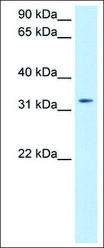 Anti-TRH antibody produced in rabbit affinity isolated antibody