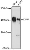 Anti-KIF4A Antibody, clone 4A9P2, Rabbit Monoclonal