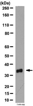 抗VDAC抗体 from rabbit, purified by affinity chromatography