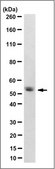 Anti-Melanopsin Antibody, clone 1F8.1 clone 1F8.1, from mouse