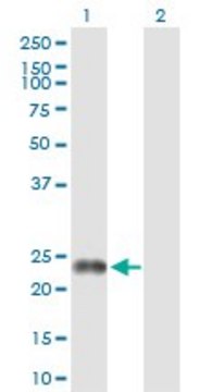 Anti-FNDC4 antibody produced in rabbit purified immunoglobulin, buffered aqueous solution