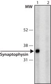 Anti-Synaptophysin antibody, Mouse monoclonal clone SVP-38, purified from hybridoma cell culture