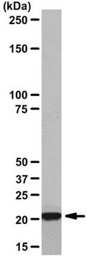 Anti-Ha-Ras Antibody, clone MC57, rabbit monoclonal culture supernatant, clone MC57, from rabbit