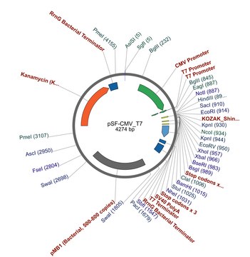 PSF-CMV/T7 - DUAL PROMOTER CMV T7 PLASMID plasmid vector for molecular cloning