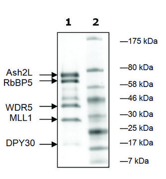 MLL1/WDR5/Ash2L/RbBP5/DPY30 human recombinant, expressed in E. coli, &#8805;83% (SDS-PAGE)