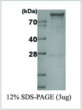 Hexokinase 1 human recombinant, expressed in E. coli, &#8805;90% (SDS-PAGE)