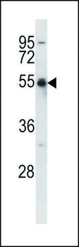 ANTI-KCNA2 (C-TERM) antibody produced in rabbit IgG fraction of antiserum, buffered aqueous solution