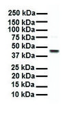Anti-EEF1A1 antibody produced in rabbit IgG fraction of antiserum, lyophilized powder