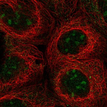 Anti-UBXN11 antibody produced in rabbit Prestige Antibodies&#174; Powered by Atlas Antibodies, affinity isolated antibody