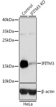 Anti-IFITM3 antibody produced in rabbit