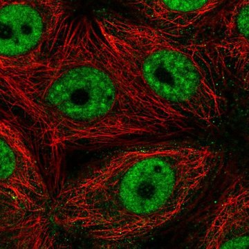 Anti-SF3B4 antibody produced in rabbit Prestige Antibodies&#174; Powered by Atlas Antibodies, affinity isolated antibody