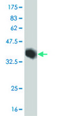 ANTI-DLX5 antibody produced in mouse clone 4C6, purified immunoglobulin, buffered aqueous solution