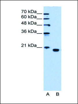 Anti-PEBP1 antibody produced in rabbit IgG fraction of antiserum