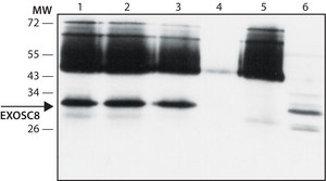 Anti-EXOSC8 (N-terminal) antibody produced in rabbit ~1.0 mg/mL, affinity isolated antibody
