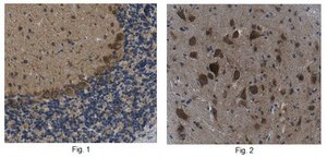 Anti-WWOX Antibody, clone 12G5 clone 12G5, from rat