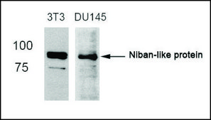 Anti-FAM129B (Ab-712) antibody produced in rabbit affinity isolated antibody
