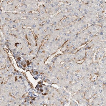 Anti-JMJD4 antibody produced in rabbit Prestige Antibodies&#174; Powered by Atlas Antibodies, affinity isolated antibody, buffered aqueous glycerol solution