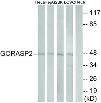 Anti-GORASP2 antibody produced in rabbit affinity isolated antibody