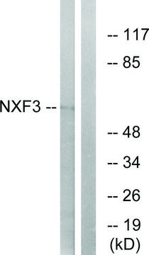 Anti-NXF3 antibody produced in rabbit affinity isolated antibody