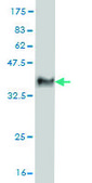 Monoclonal Anti-TAOK1 antibody produced in mouse clone 4E12, purified immunoglobulin, buffered aqueous solution