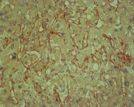 抗-胶原IV抗体，小鼠单克隆 clone J3-2, purified from hybridoma cell culture