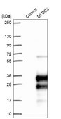 Anti-DYDC2 antibody produced in rabbit Prestige Antibodies® Powered by Atlas Antibodies, affinity isolated antibody, buffered aqueous glycerol solution