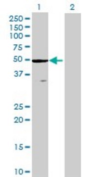 抗 ZCCHC3 小鼠抗 purified immunoglobulin, buffered aqueous solution