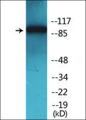 抗-磷酸化-ADAM 17 (pThr735) 兔抗 affinity isolated antibody