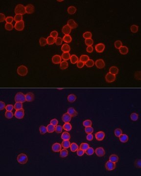 Anti- CD34 antibody produced in rabbit