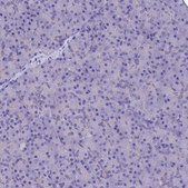 Anti-TMEM171 antibody produced in rabbit Prestige Antibodies® Powered by Atlas Antibodies, affinity isolated antibody, buffered aqueous glycerol solution