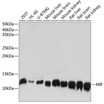 Anti-MIF antibody produced in rabbit