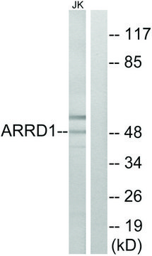 Anti-ARRD1 antibody produced in rabbit affinity isolated antibody