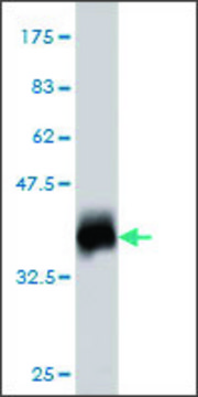 Monoclonal Anti-ATP5G1 antibody produced in mouse clone 1A12, purified immunoglobulin, buffered aqueous solution