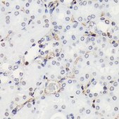 Anti-Phospho-Histone H3-S10 antibody produced in rabbit