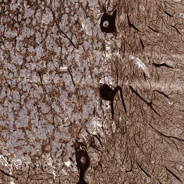 Anti-SLF2 antibody produced in rabbit Prestige Antibodies&#174; Powered by Atlas Antibodies, affinity isolated antibody, buffered aqueous glycerol solution