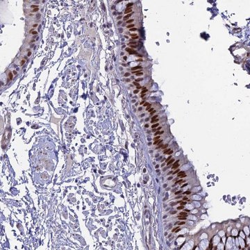 Anti-CLK4 antibody produced in rabbit Prestige Antibodies&#174; Powered by Atlas Antibodies, affinity isolated antibody, buffered aqueous glycerol solution