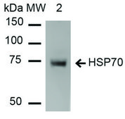Monoclonal Anti-HSP70 antibody produced in mouse clone 1H11